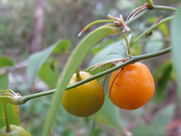 Wombat Berry (Eustrephus latifolius)